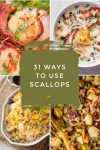 Dishes made with scallops. Text reads "31 ways to use scallops"