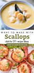 Dishes made with scallops. Text reads "What to make with scallops. Click for 31 recipe ideas"